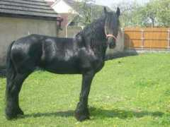 accos.cz Justinne