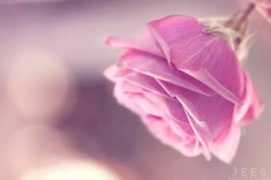 Justone