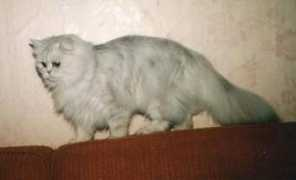 Jusya