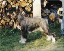 schnauzer.top2.pl Juszka