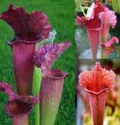 giardinaggio.efiori.com Juthatip