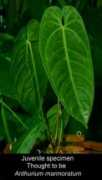 exoticrainforest.com Juveni