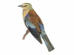 birdguides.com Juvenile