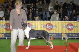 colliesinitaly.it Jww