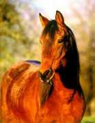 horsehome.info Kabarda