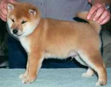 kaberu-kennels.com Kaberu
