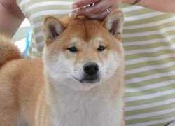 kaberu-kennels.com Kaberu