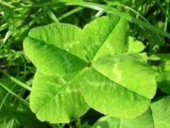 celysvet.cz Kabilova