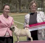 dogzonline.com.au Kabova
