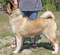 tylinakitas.com Kachina