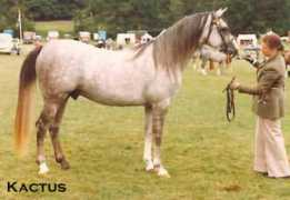Kactus