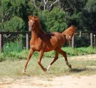 nicariarabians.com.au Kadah