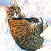 gotcatsonline.com Kadah