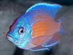 aquariumlife.net Kadango