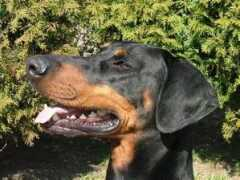Kadeo