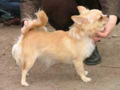 chihuahua.ru Kadike