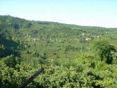 Kadilar