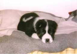 Kadyr