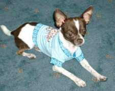gotpetsonline.com Kafara