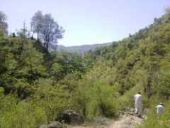 Kaffal