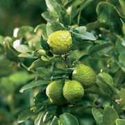 itsnature.org Kaffir