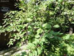 gardenbreizh.org Kafran