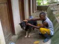 animalmedicalcarefoundation.com Kahema