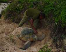 filmingwild.wildlifedirect.org Kahindi