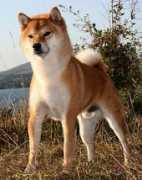 kensha.com Kaiou