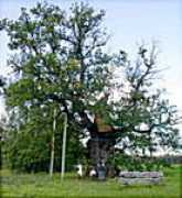 Kaive