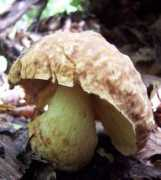 Kajaba
