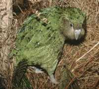 webecoist.momtastic.com Kakapo