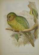 nzbirds.com Kakapo
