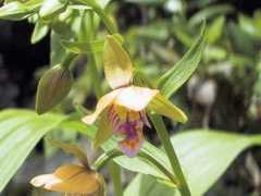botanic.jp Kakira