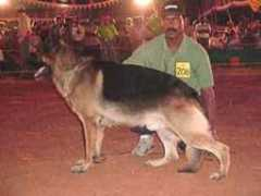 dogsindia.com Kalakrishna