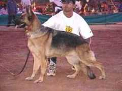 dogsindia.com Kalakrishna