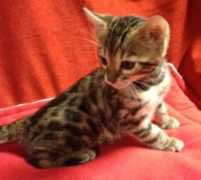starangelbengals.com Kalessi