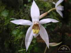 orchidenthusia.com Kaliana