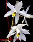 orchidspecies.com Kaliana