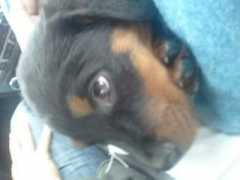 a-love-of-rottweilers.com Kalias