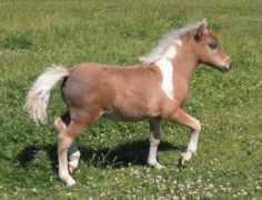 slcstables.com Kalibu