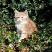 fayolamainecoons.com Kalimero
