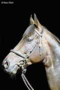 pictures.naturspot.de Kalisto