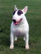 bullterrier.uw.hu Kalsar