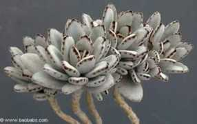seedsplants.com Kaltom