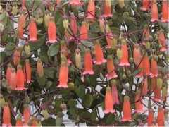 botanic.jp Kaluni