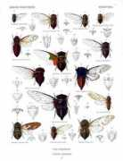classicnatureprints.com Kamalata