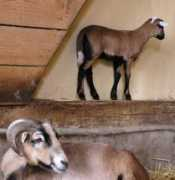 heimat-fuer-tiere.de Kamarun