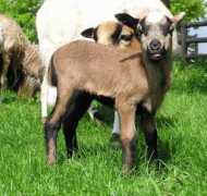 heimat-fuer-tiere.de Kamarun