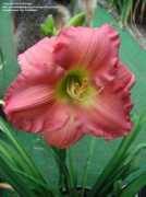 davesgarden.com Kamchin